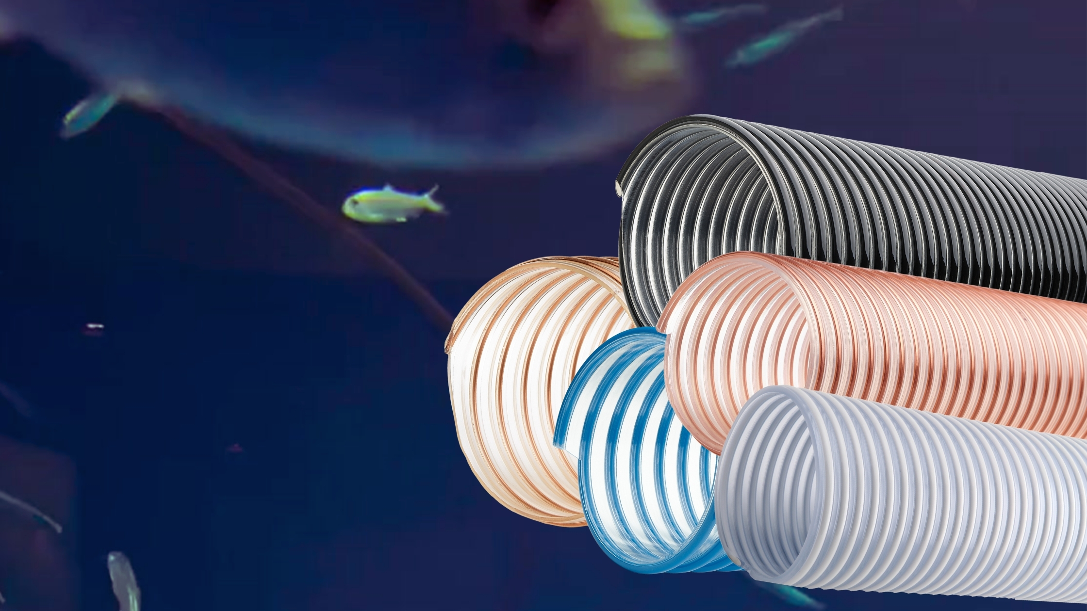 Spule, Spirale, Tier, Fische, Leben im Meer