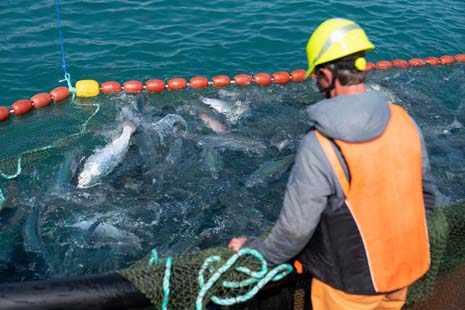 Bild für: Fischzucht
